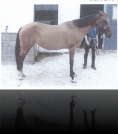 Amga, bay, 1992, at Stavropol (Gaidamak–Assol) Elite III, 8.0-7.6-6.5-7.5-0-5.0, 159-161-178-18.0, Germany